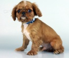 ttka anglick  Toy Spaniel k adopci