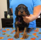 tata Gordon Setter k adopci 