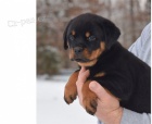 12 tdn star Rottweiler tata pipraven