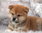 Rozkon miminka tata shiba inu na prodej