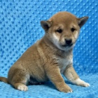 tata shiba inu na prodej