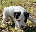 zdrav tata Jack Russell TERIR na prodej.