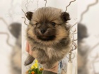 Nmeck pic pomeranian - tn