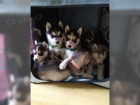 Sibisk husky tata panl s PP Rodokmen