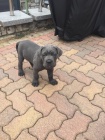 k dispozici tata cane corso italiano