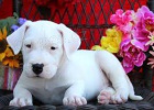 adoptovat tata dogo argentino   bezplatn adopce pro moje zdrav tata, jsou dobe vykoleni s rodokmenem mikroip akc a vemi dostupnmi hrakami kontakt spolu s vam slem whatsapp