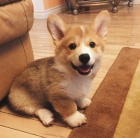 Welsh corgi tata na prodej.