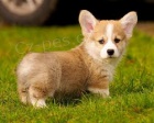 Welsh corgi tata na prodej.