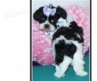 istokrevn tata shih tzu