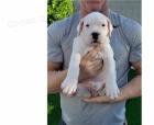 dogo argentino tata