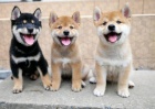  Shiba inu