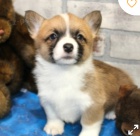 krsn americk corgi k adopci