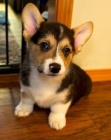 Na prodej je rozkon welsh corgi Pembroke.