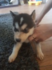 Na prodej roztomil sibisk husky