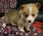 Pembroke Welsh Corgi Puppies tata na prodej.