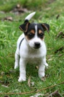 JACK RUSSELL