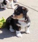 Welsh Corgi Pembroke na prodej