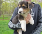 Welsh Corgi Pembroke na prodej