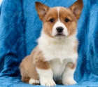 Welsh Corgi Pembroke na prodej