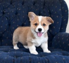 Welsh Corgi Pembroke na prodej