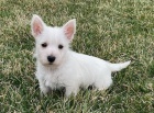 tata West Highland White Terrier na prodej