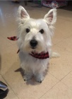 tata West Highland White Terrier na prodej