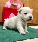 tata West Highland White Terrier na prodej