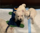 tata West Highland White Terrier na prodej