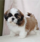 tata Shih Tzu pipravena