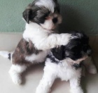 krsn tata shih tzu