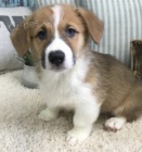 welsh corgi tata pembroke na prodej