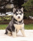 Siberian Husky For Adoption