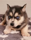 Siberian Husky For Adoption