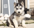 Siberian Husky For Adoption