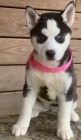 Siberian Husky For Adoption