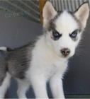 Pkn sibisk husky k adopci