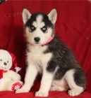 Pkn sibisk husky k adopci