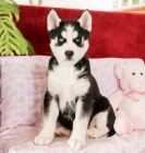 Pkn sibisk husky k adopci