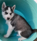 Sibisk husky tata k adopci