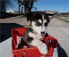 Clean Siberian Husky Puppies Ready