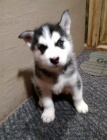 Clean Siberian Husky Puppies Ready