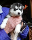 Clean Siberian Husky Puppies Ready