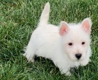 tata West Highland White Terrier k adopci