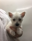 tata West Highland White Terrier k adopci