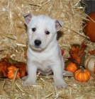 tata West Highland White Terrier pipravena