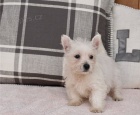 tata West Highland White Terrier pipravena