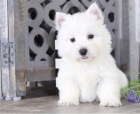 Hrav tata West Highland White Terrier pipravena