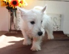 Hrav tata West Highland White Terrier pipravena