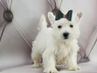   Hrav tata West Highland White Terrier pipravena.