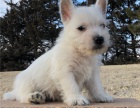   Hrav tata West Highland White Terrier pipravena.